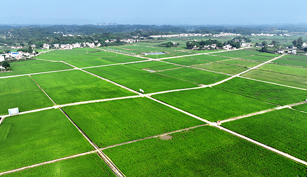 眉山仁寿:行稳致远 曙光在田堙跳跃_fororder_航拍仁寿县粮油现代农业园区-供图-仁寿县委宣传部